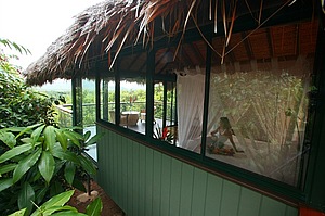 Cockatoo Hill tree house surrounded by rainforest